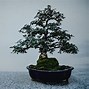 Bonsai Beringin Putih Juara