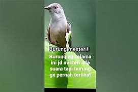 Suara Burung Cabak Pertanda Apa